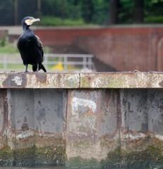 Kormoran auf einer Mauer im See