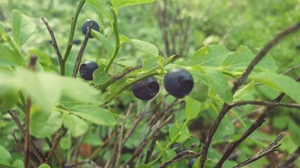 Blueberries © Paulina