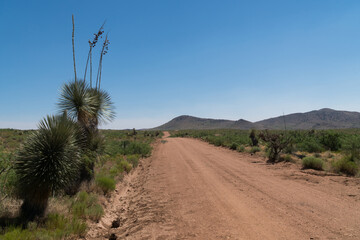 Yucca along the side of Separ road, New Mexico.