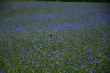Łąka z niebieskimi kwiatami.