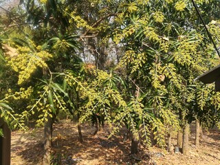 tree in the garden