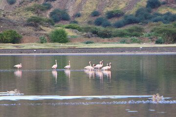 Flock of lesser flamingos (Phoenicoparrus minor) in Lake Magadi, Great Rift Valley, Kenya. Lake Magadi is the southernmost lake in the Kenyan Rift Valley, north of Tanzania's Lake Natron.