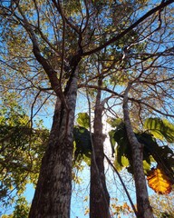 trees in autumn