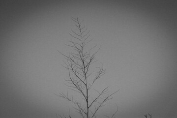 Árvore black and white