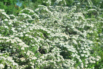 Blooming Spiraea with white flowers.