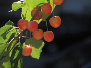 Red cherries and leaves on a sunny day 