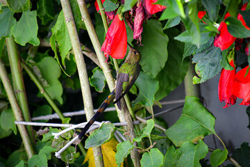 Colibrí Colilargo Menor/ Lesbia nuna localizado alimentándose en una flor de un jardín de Quito, Ecuador