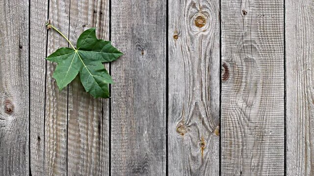 Maple autumn leaves on wooden board background. Natural pattern video, 1080 hd 