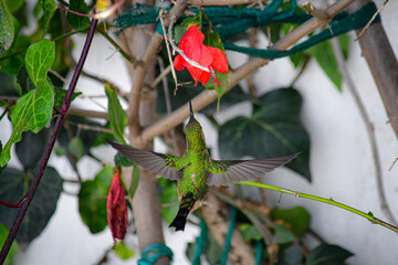 Colibrí Colilargo Menor/ Lesbia nuna localizado alimentándose en una flor de un jardín de Quito, Ecuador © Migue