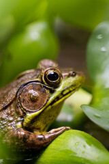 frog in the pond
