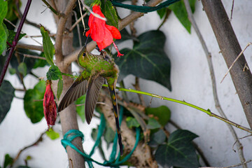 Colibrí Colilargo Menor/ Lesbia nuna localizado alimentándose en una flor de un jardín de Quito, Ecuador © Migue