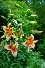 Bicolor orange and yellow Orienpet lily flower