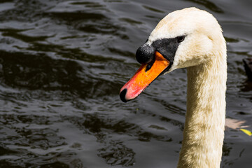 Fototapeta premium swan on the water