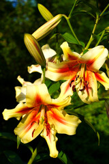 Bicolor orange and yellow Orienpet lily flower