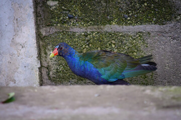 Gallareta púrpura / Purplue Gallinule / Porphyrio martinica - Ave localizada en la ciudad de Quito, Ecuador