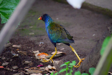 Gallareta púrpura / Purplue Gallinule / Porphyrio martinica - Ave localizada en la ciudad de Quito, Ecuador