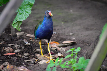 Gallareta púrpura / Purplue Gallinule / Porphyrio martinica - Ave localizada en la ciudad de Quito, Ecuador