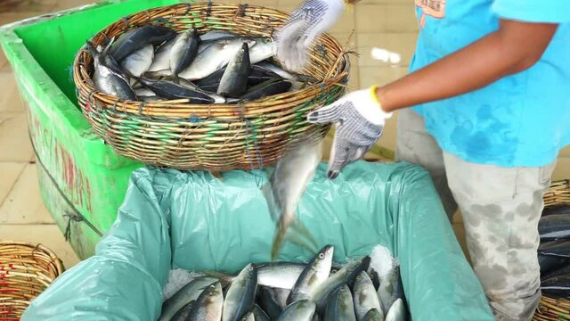 Packaging Fresh Pacific chub mackerel with Ice. Commercial Tuna Fishing Industry processing