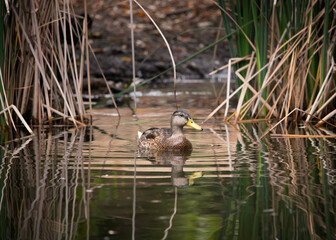 A female Mallard (Anas platyrhynchos) swims in a Franklin Canyon pond, Beverly Hills, CA.