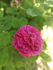 pink rose bush