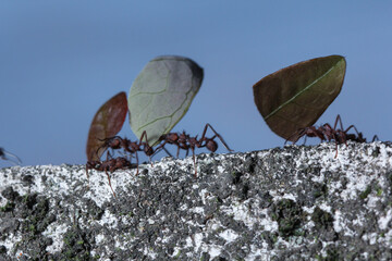 Leaf cutter ants, carrying leaf, black and blue background