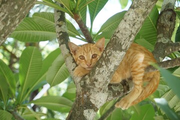 Naklejka na ściany i meble The cat lay on the tree, a kitten, staring with suspicion.
