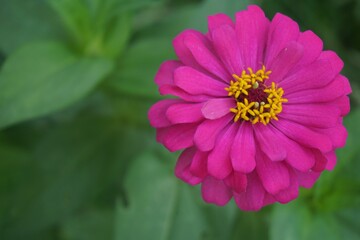 Fuchsia zinnia flowers blooming in the backyard Beautiful, the annual flower plant of the zinnia genus is one of the best known zinnia flowers.