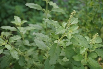 Basil in the backyard, as a medicinal plant Leaves and flowers used for cooking