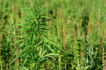 A cannabis plant grows on a canabis field in summer