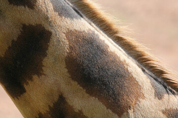 detail of giraffe neck at the zoo © CassianoCorreia