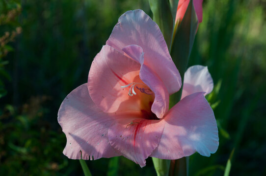 Flor, iris, rosada