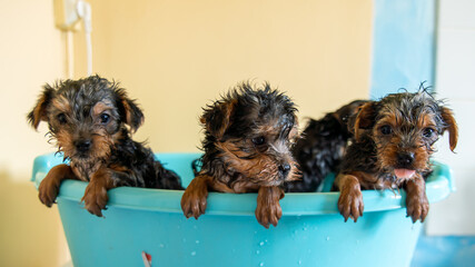 
Cute puppies, in a blue bowl, out of the bath