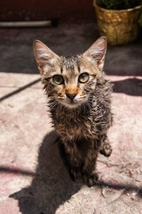 A gray domestic cat is wet and sitting, staring up after a bath.