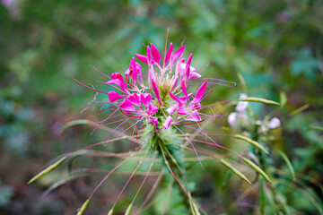 pink flower of a thistle
