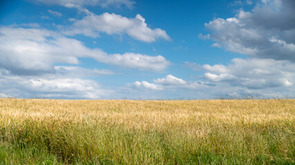 
Golden wheat fields, on a beautiful spring day with blue sky and cottony clouds