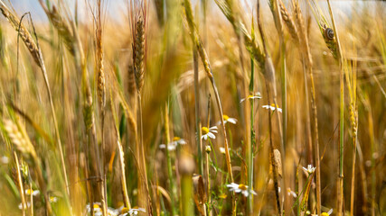 
Magnificent view, on the wheat, accompanied by some wild plants and the blue sky with cottony clouds