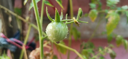 green tomato plants