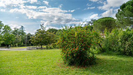 
Pomegranate tree in bloom in a park in spring