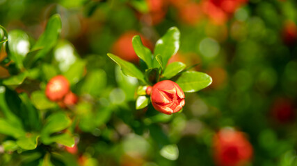 
Close-up on a pomegranate bud, in full bloom, in spring