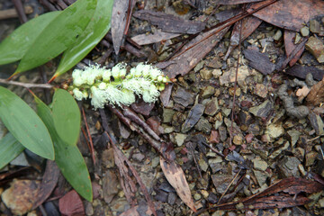 Walking tracks leading through Ewan Maddock Dam, Sunshine Coast, Queensland, Australia.  Featuring forest, tracks, water and foliage