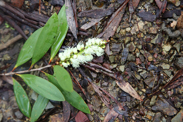 Walking tracks leading through Ewan Maddock Dam, Sunshine Coast, Queensland, Australia.  Featuring forest, tracks, water and foliage