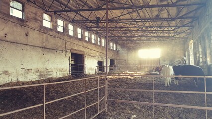 cowshed © Paulina