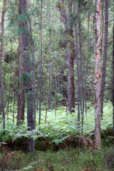 Walking tracks leading through Ewan Maddock Dam, Sunshine Coast, Queensland, Australia.  Featuring forest, tracks, water and foliage