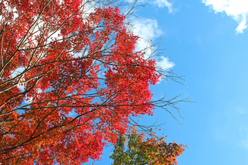 大山阿夫利神社