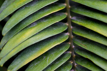 Obraz na płótnie Canvas Tropical plant leaf