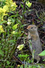 Naklejka na ściany i meble An arctic ground squirrel (Spermophilus parryii) stands next to an Alaska Indian Paintbrush (Castilleja unalaschcensis).