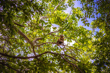 Monkey hanging from tree branch.
