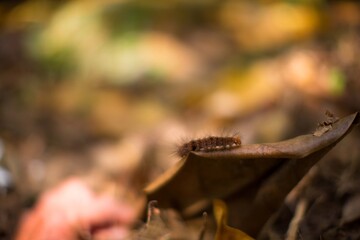 Caterpillar lymantria dispar  on leafs