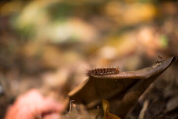 Caterpillar lymantria dispar  on leafs