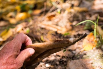 Caterpillar lymantria dispar  on leafs